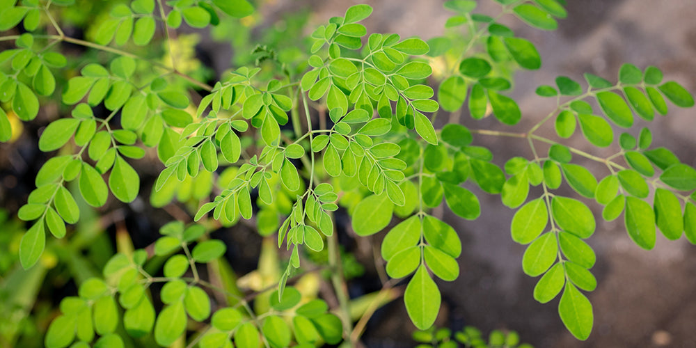 Moringa is an excellent source of vitamin A, vitamin C, and vitamin E, iron, protein, fibre, calcium, magnesium, potassium and other essential minerals. (moringa, moringa powder benefits, moringa powder)