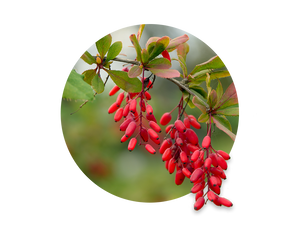 Berberis aristata